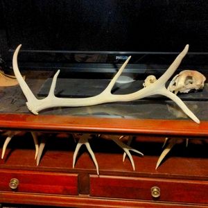 Elk antler shed